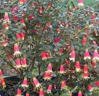 Discover the allure of Correa 'Mallee Bells' with its charming pink and white bell-shaped flowers adorning thin branches. Ideal for your garden, this delightful shrub could be the highlight of our Growers Flash Sale, available in a 6" pot.