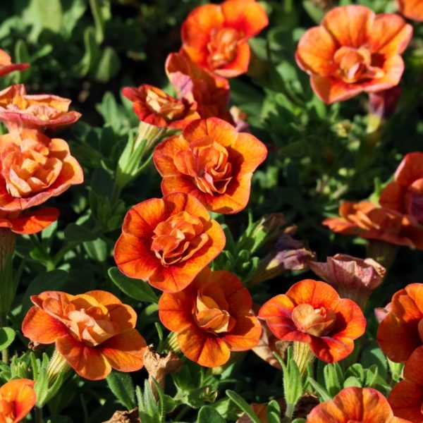 Vibrant orange flowers with layered petals bloom among green leaves in a garden set against the striking hues of Calibrachoa 'Double Red' 6" Pot.