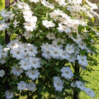 Clematis montana 'Alba' blooms beautifully on a wooden trellis in a sunny garden.