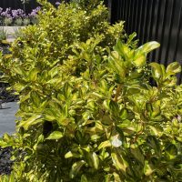 Glossy green-leafed shrubs line a garden bed beside a black fence, with purple flowers visible in the background.