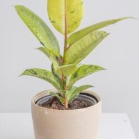Ficus 'Shivereana' Variegated Rubber Fig with green leaves and brown speckles sits in a beige ceramic pot on a white surface.