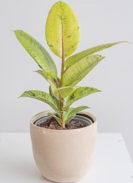 Ficus 'Shivereana' Variegated Rubber Fig with green leaves and brown speckles sits in a beige ceramic pot on a white surface.