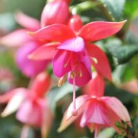 Close-up of vibrant pink and purple Fuchsia 'Fairytales Shaylah' flowers in a 10" Hanging Basket, with lush green leaves softly blurred in the background.