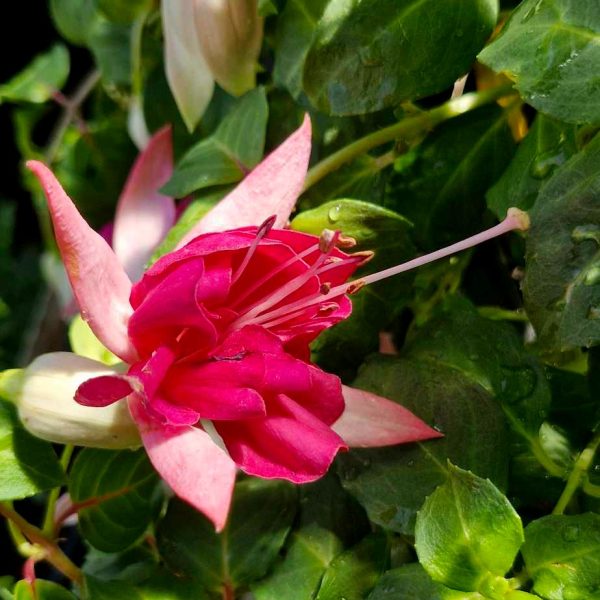 A Fuchsia 'Fairytales Ada' 10" hanging basket features a close-up of vibrant pink blooms with long stamens, framed by lush green leaves.