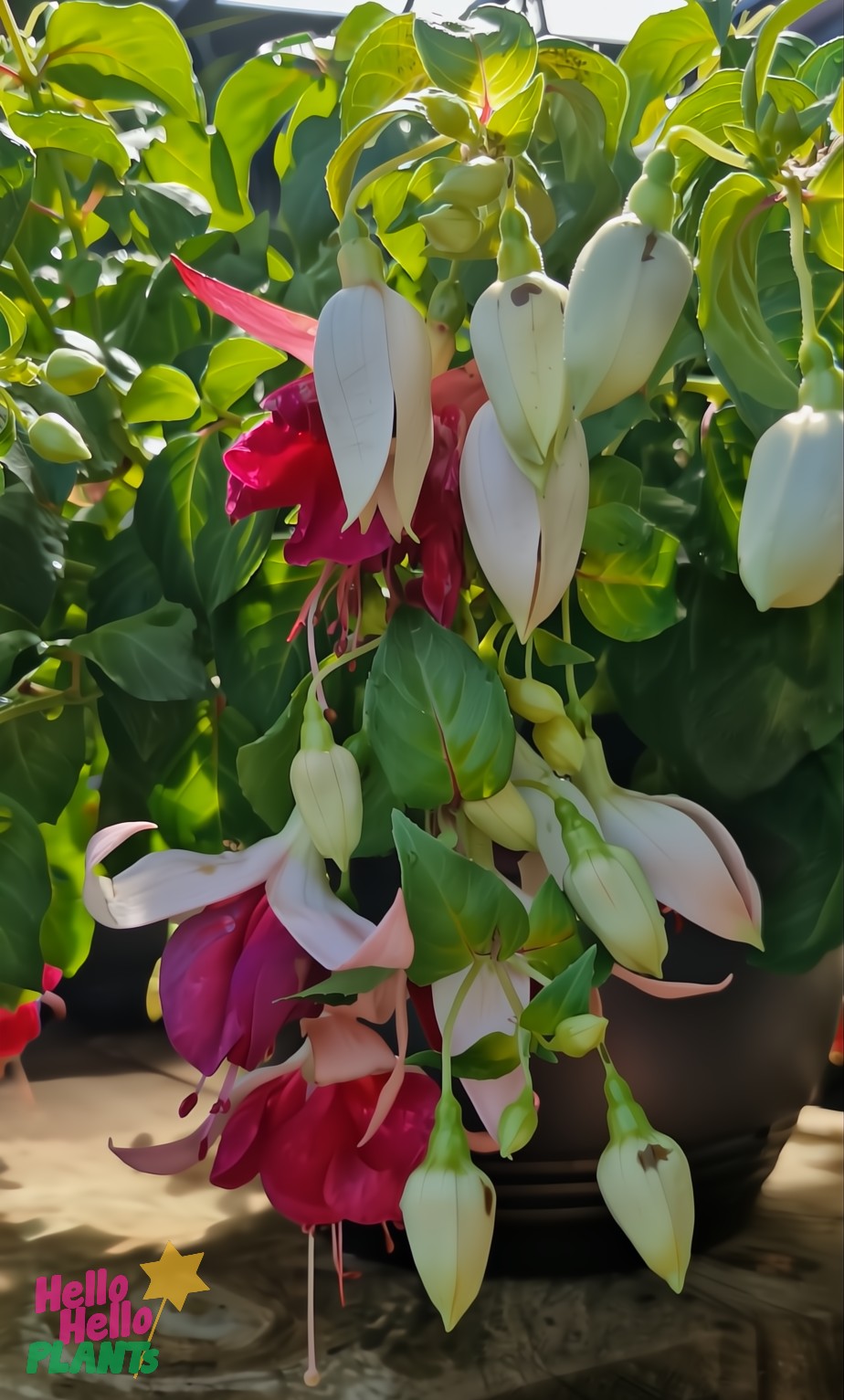 Close-up of Fuchsia 'Fairytales Ada' 10" in a hanging basket, featuring an enchanting blend of white, pink, and red flowers against lush green leaves reminiscent of magical settings.