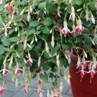A Fuchsia 'Fairytales Mia' 10" hanging basket with green leaves and abundant pink and white blooms sits on a paved surface.