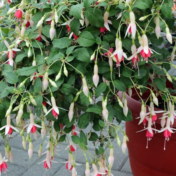 A Fuchsia 'Fairytales Mia' 10" hanging basket with green leaves and abundant pink and white blooms sits on a paved surface.
