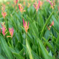 The Heliconia 'Tropics' 8" Pot features lush green foliage and vibrant orange-pink flowers, capturing the essence of the tropics.