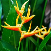 A close-up of the vibrant Heliconia 'Tropics' in an 8" pot, showcasing yellow and orange bracts among lush green leaves—ideal for adding a tropical flair to your home.