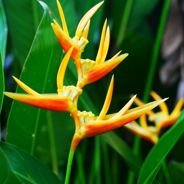 A close-up of the vibrant Heliconia 'Tropics' in an 8" pot, showcasing yellow and orange bracts among lush green leaves—ideal for adding a tropical flair to your home.