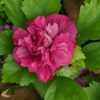 A close-up of Hibiscus 'Summer Sensation Double Plum' in full bloom, surrounded by green leaves and beautifully displayed in a 6" pot.