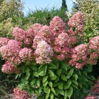 Hydrangea 'Hercules' in an 8" pot boasts lush green foliage adorned with blooms of pink and white, ideal for garden settings or display.