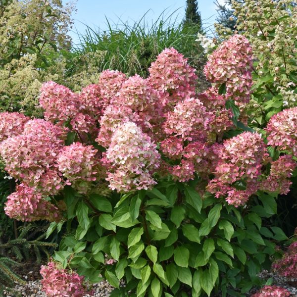 Hydrangea 'Hercules' in an 8" pot boasts lush green foliage adorned with blooms of pink and white, ideal for garden settings or display.