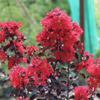 The Lagerstroemia 'Grande Red™' Crepe Myrtle in an 8" pot displays striking bright red flowers and dark leaves, creating a vibrant contrast against a blurred green and blue background—perfect for adding color to your garden.