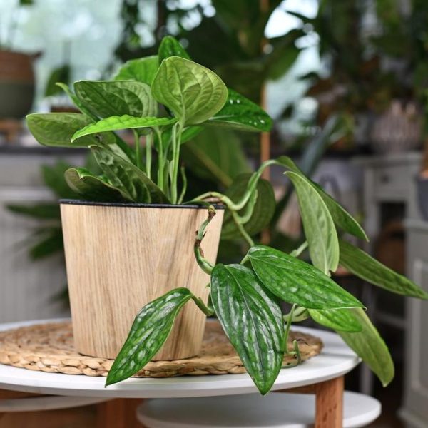 A Monstera 'Peru' 10" in a hanging basket showcases its elongated leaves against a round white table, with softly blurred indoor plants in the background.