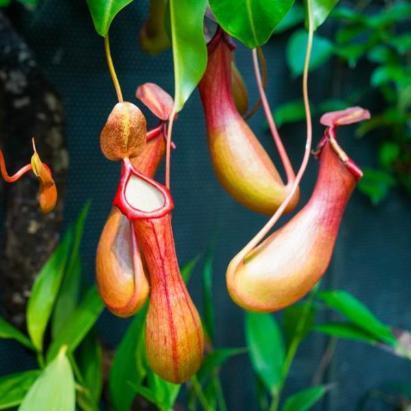 Close-up of Nepenthes 'Tropical Pitcher Plants' in a 3" pot, displaying elongated, bulbous red and green pitchers hanging from lush foliage.
