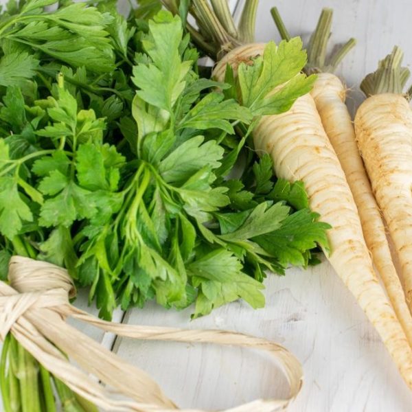 Parsley 'Hamburg' 4" Pot