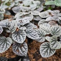 Close-up of small, heart-shaped Peperomia 'Silver Ripple' plants with dark green, textured leaves in 5" pots on a bed of mulch.