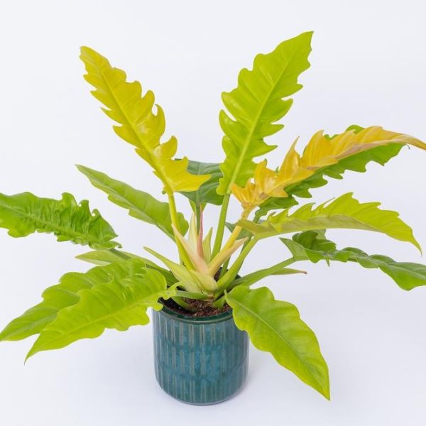 A Philodendron 'Ring of Fire' in a 5" pot, featuring glossy, wavy-edged green leaves, is displayed against a plain white backdrop.
