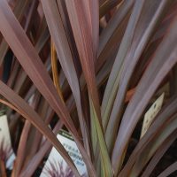 Close-up of long, pointed, reddish-brown leaves of a Phormium 'Anna Red' Flax in a 6" pot, with plant labels partially visible at the base. Growers Flash Sale!.