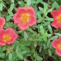 Five portulaca flowers with yellow centers bloom amidst the lush green leaves of a 10" Purslane 'Purple' hanging basket.