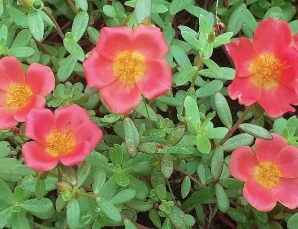 Five portulaca flowers with yellow centers bloom amidst the lush green leaves of a 10" Purslane 'Purple' hanging basket.