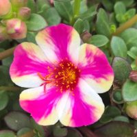 Close-up of a vibrant pink and white Purslane 'Mango' flower with a yellow center, surrounded by lush green leaves and buds in a 10" hanging basket.