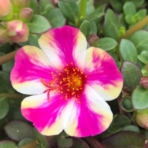 Close-up of a vibrant pink and white Purslane 'Mango' flower with a yellow center, surrounded by lush green leaves and buds in a 10" hanging basket.