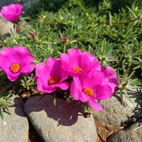 Purslane 'Purple' 10" (Hanging Basket) displays vibrant pink blooms with orange centers, nestled among lush green foliage and gray stones.