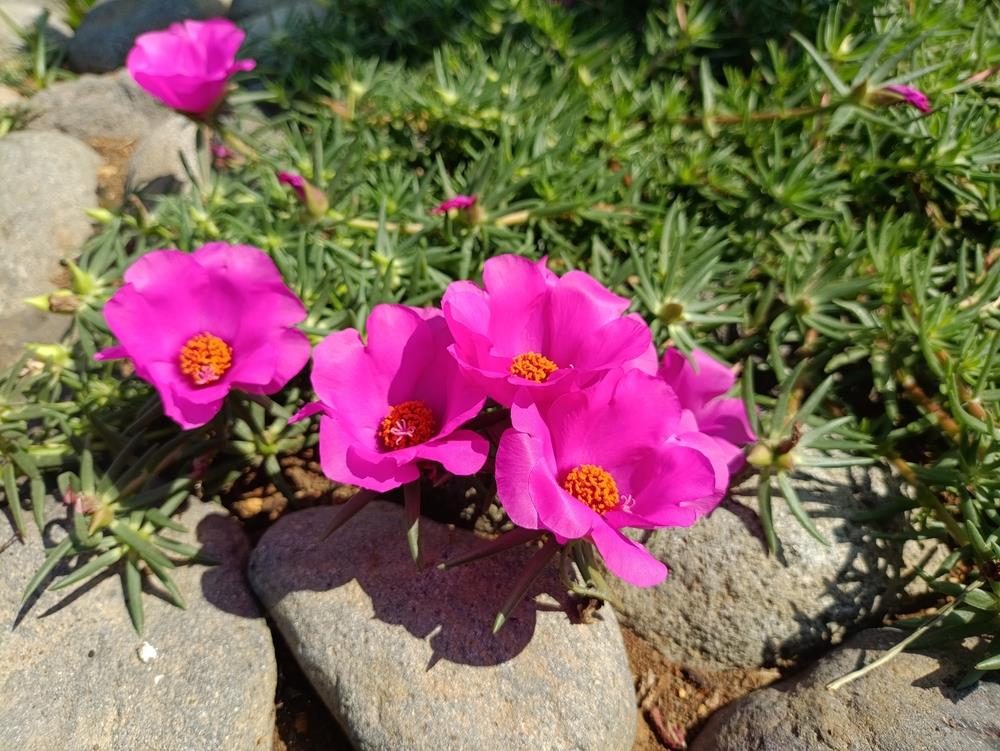 Purslane 'Purple' 10" (Hanging Basket) displays vibrant pink blooms with orange centers, nestled among lush green foliage and gray stones.