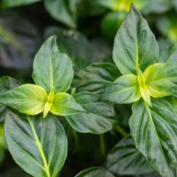 Close-up of green leaves with pointed tips and yellowish centers, arranged in a dense cluster, showing prominent veins and glossy surface.
