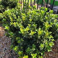A Rhaphiolepis 'Minikin' Dwarf Indian Hawthorn in a 6" pot features dense green foliage, set among small stones by a metal fence, with sunlight illuminating its vibrant leaves.