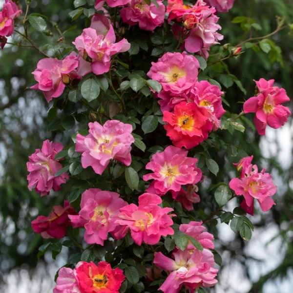 A cluster of vibrant pink Rose 'Anita's' Climber blooms on a vine against lush green foliage.