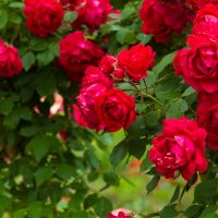 A cluster of vibrant Rose 'Amnesty International' Bush Form blooms surrounded by lush green leaves.
