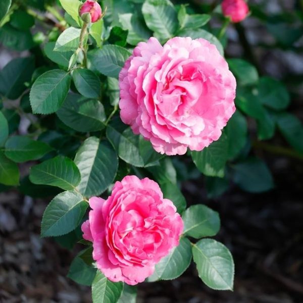 Two 'Belle de Bom' rose bushes in full bloom, their pink petals contrasting beautifully with lush green leaves, set against a serene natural outdoor backdrop.