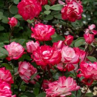 The Rose 'Black Caviar™' Bush Form boasts delicate pink and white blooms, elegantly framed by rich green leaves.
