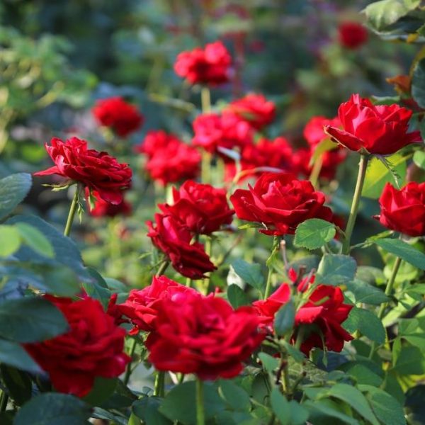 The Rose 'Chrysler Imperial' Bush Form showcases vibrant red blooms set against rich green foliage.