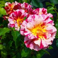 Close-up of the vibrant Rose 'Claude Monet' Bush Form, featuring speckled pink and yellow petals surrounded by lush green leaves basking in sunlight.