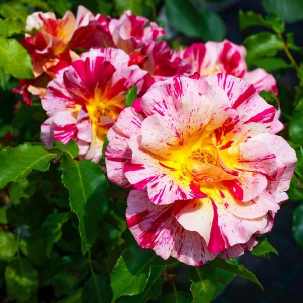 Close-up of the vibrant Rose 'Claude Monet' Bush Form, featuring speckled pink and yellow petals surrounded by lush green leaves basking in sunlight.