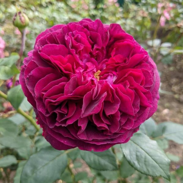 Close-up of a vibrant Rose 'Charles Darwin' (David Austin) Bush Form in full bloom, set against lush green leaves and a soft-focus garden background.