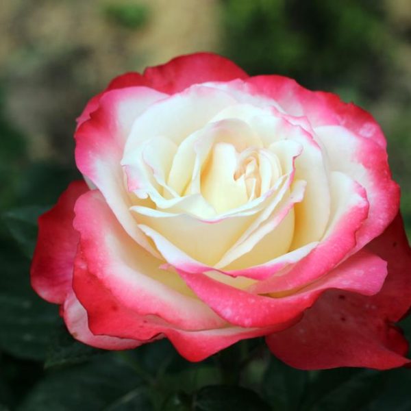 The Rose 'Black Caviar™' Bush Form showcases exquisite blooms, with petals in a pristine white trimmed delicately with pink hues, all cradled by vibrant green leaves.