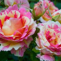 Close-up of vibrant pink and yellow roses in full bloom with lush green leaves, as elegant as the Rose 'Chrysler Imperial' Bush Form.