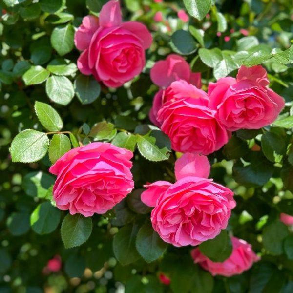 Close-up of vibrant pink roses in full bloom on a lush green Rose 'Claude Monet' bush, evoking the essence of a Monet painting.