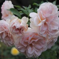 The Rose 'Cybelle™' Bush Form features graceful blooms of light pink roses on a lush green stem.