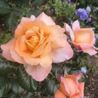 Close-up of peach-colored roses from the Rose 'Cybelle™' Bush Form (Copy) in bloom, surrounded by lush green leaves and a hint of purple flowers in the background.