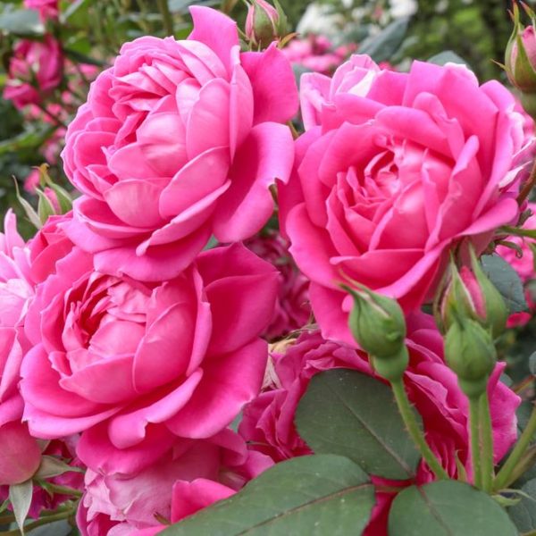 Close-up of vibrant pink blooms from the Rose 'Dream Chaser™' Bush Form, highlighting lush greenery and unopened buds.