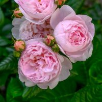 Close-up of blooming pink Rose 'Charles Darwin' (David Austin) Bush Form, surrounded by lush green leaves.