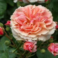 A large, blooming 'Black Caviar™' rose bush, in a peach hue, is surrounded by smaller rosebuds and lush green leaves.