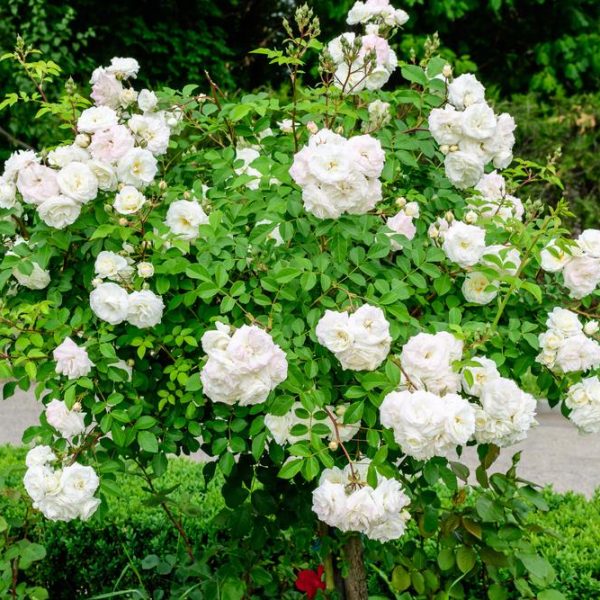 A bush of blooming white roses, featuring the exquisite Rose 'Black Caviar™' Bush Form, with lush green leaves set against vibrant greenery and a winding pathway.