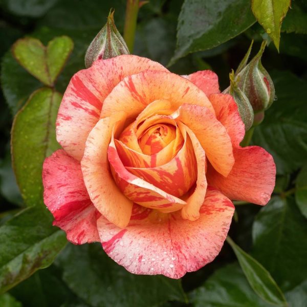 A single Rose 'Falstaff' (David Austin) bush in bloom, showcasing vibrant shades surrounded by lush green leaves and unopened buds.